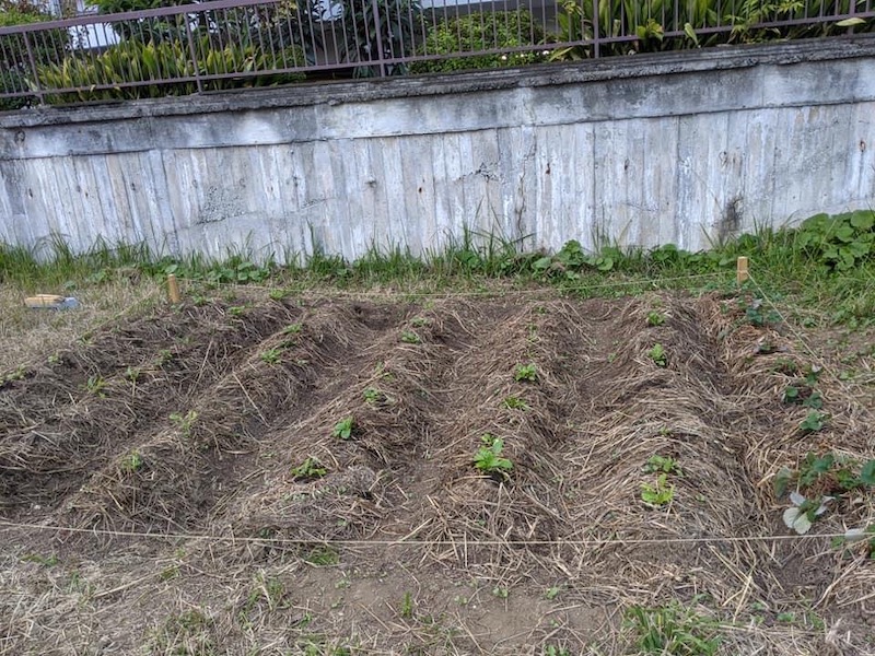 ほうれん草、カブ、大根、イチゴなどなど、いろんな苗を植えました。