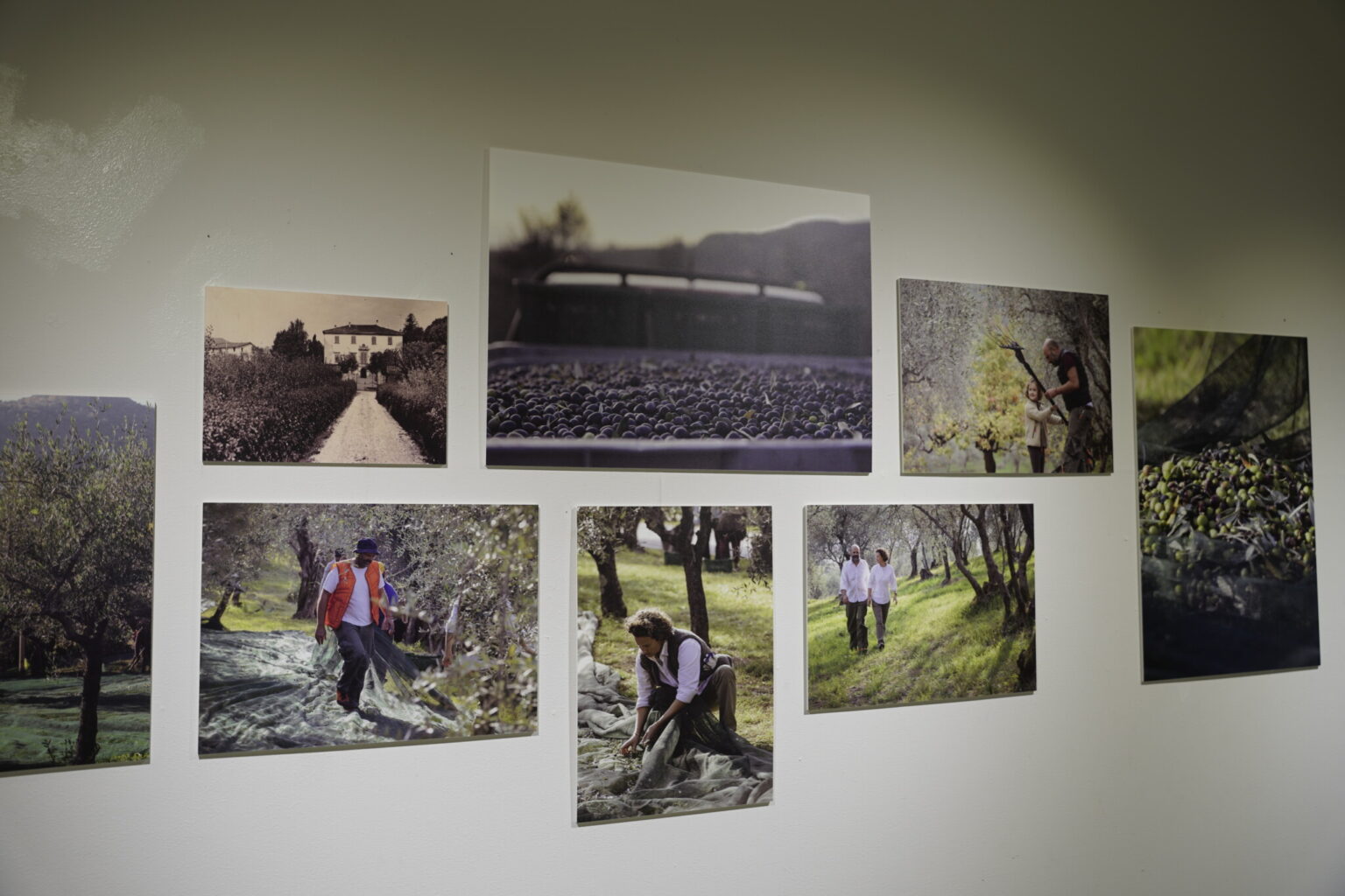 店内にはノーダン夫妻が営むオリーブオイル農園での栽培風景の写真が飾られていました。