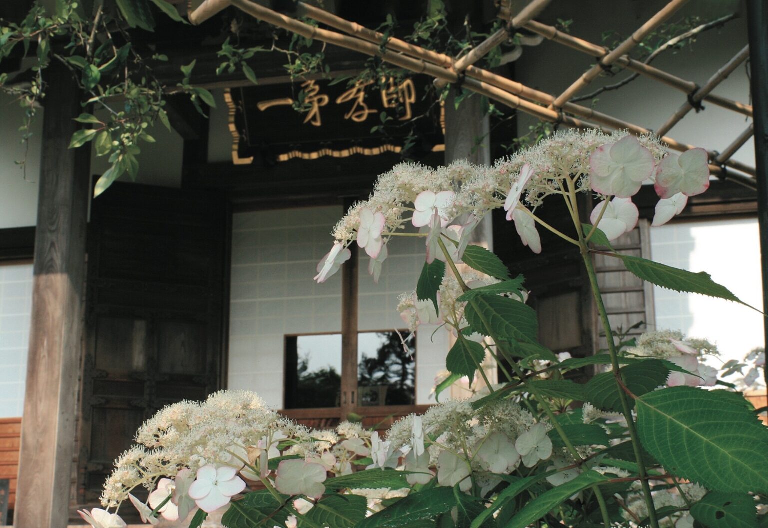 鎌倉の寺社の中でも境内の草木の種類が多い〈光則寺〉。全国から集められた繊細で気品のあるヤマアジサイは美しく、花の奥深さを感じることができる。