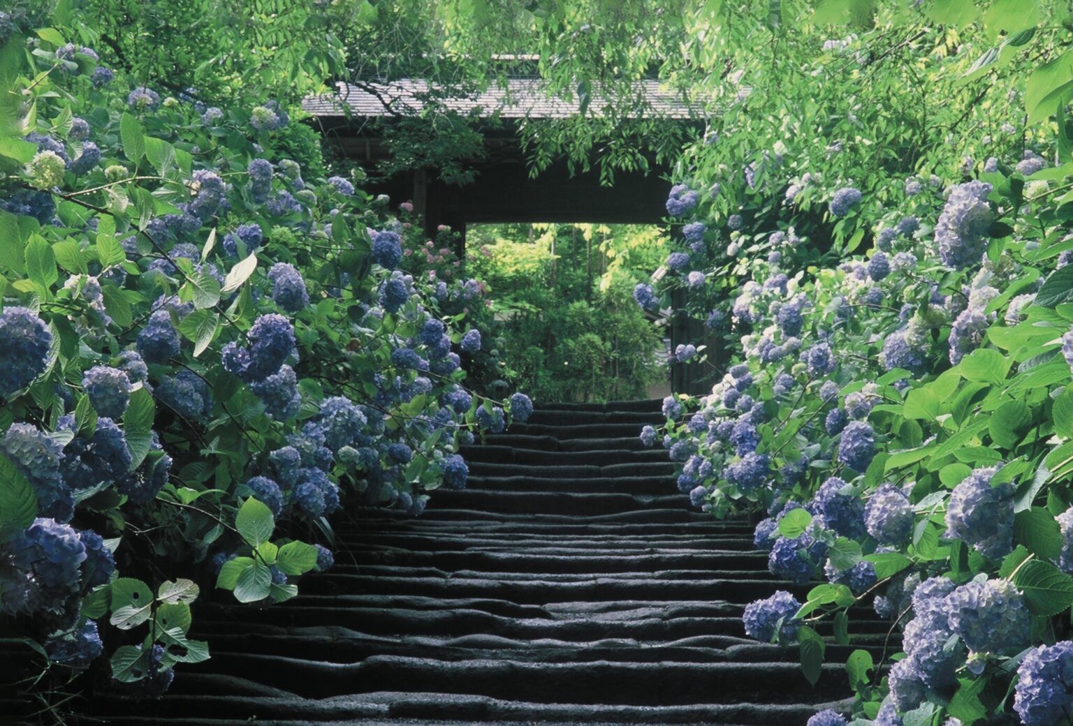 「アジサイ寺」として有名な北鎌倉にある〈明月院〉。アジサイの満開時には“明月院ブルー”と呼ばれる青色に境内が染まる美しさ！