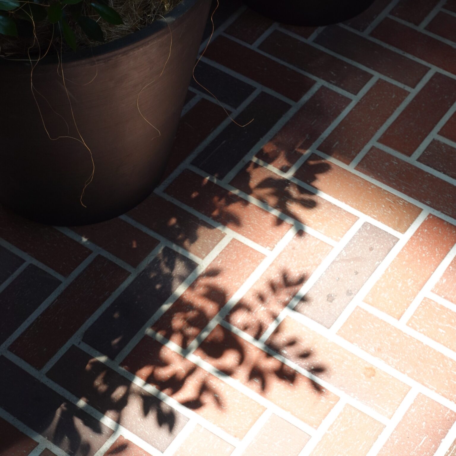 煉瓦の床に映る植栽の影。この煉瓦は前橋の象徴のひとつ。