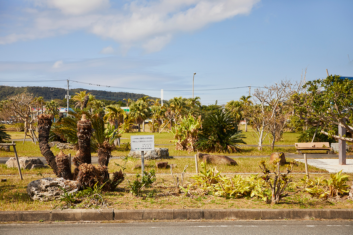 奄美空港の外へ出るとソテツなどの南国植物があちこちに。
