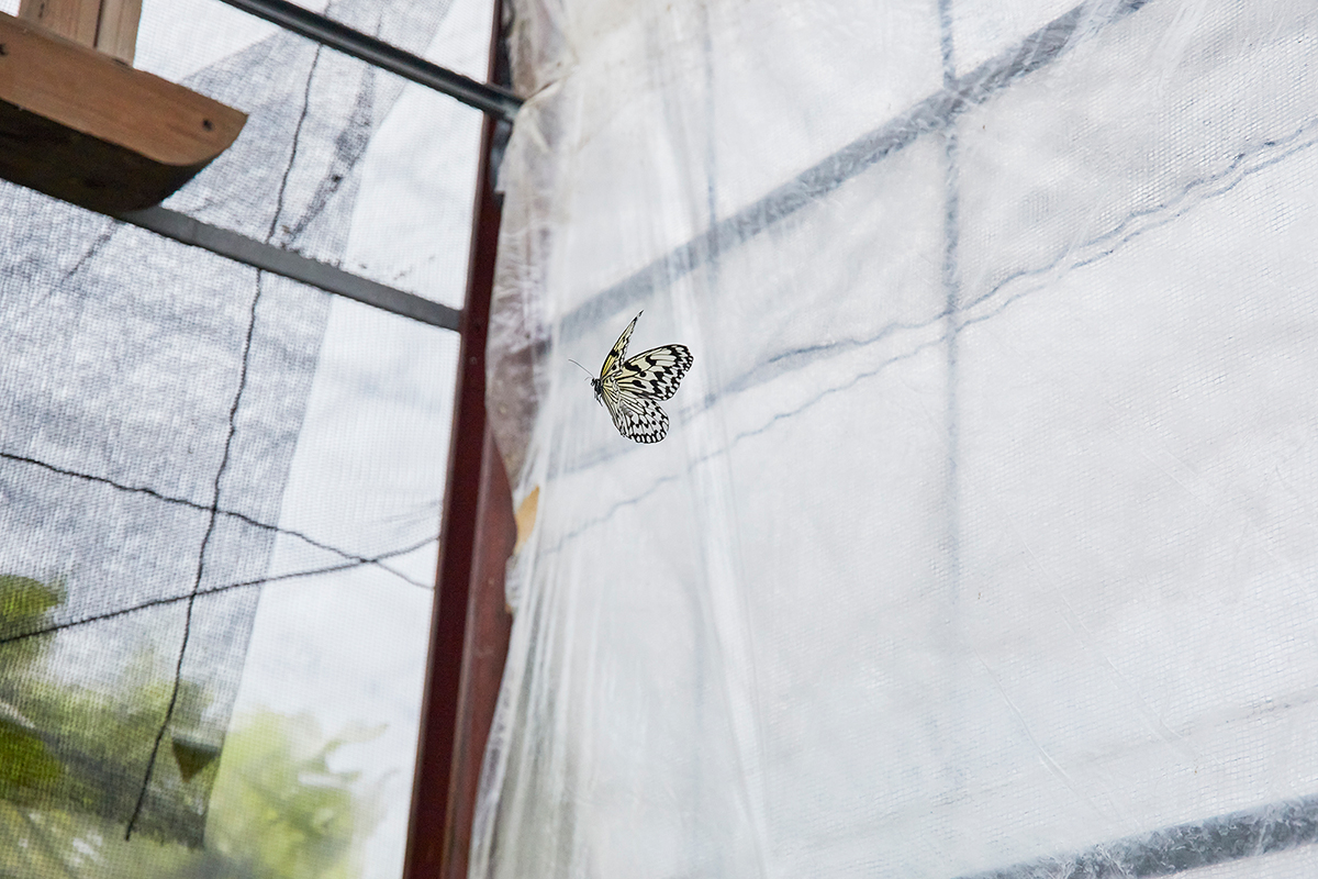 「フルフラガーデン」内の蝶ハウス（入園料200円）。花の蜜を吸い、ひらひら舞うオオゴマダラを間近で観察できる。