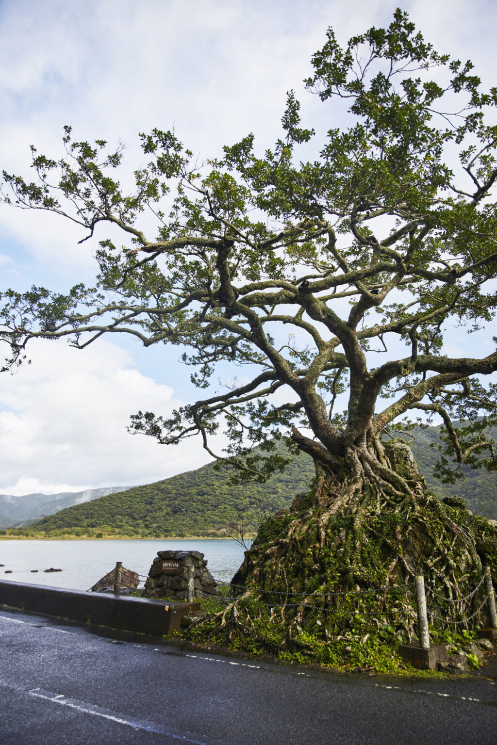 住用湾沿いにある石抱きガジュマル。珍しい樹形で県の天然記念物に指定されている。