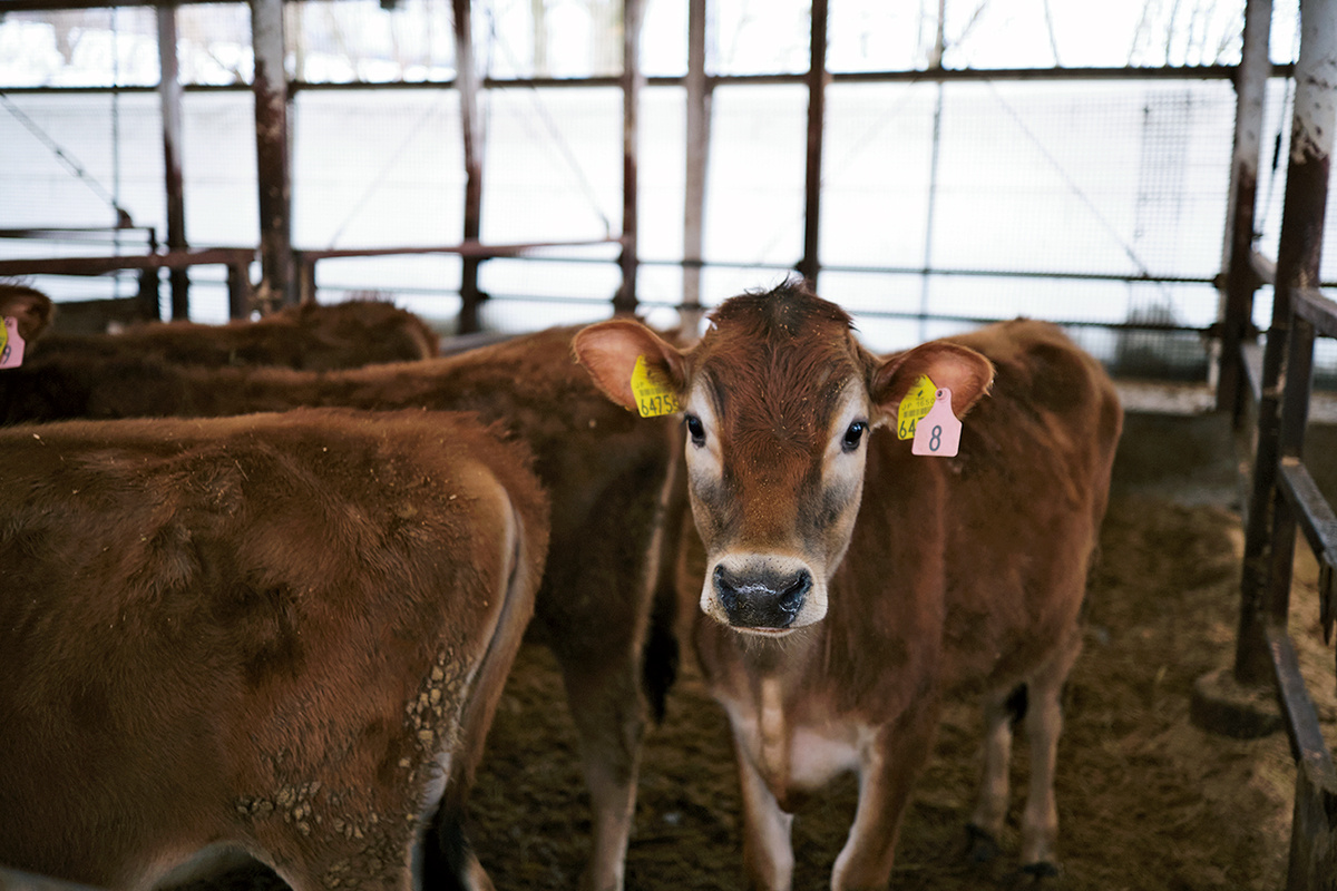 〈ひるぜんジャージーランド〉の育成牧場ではジャージー牛がのびのびと育っている。