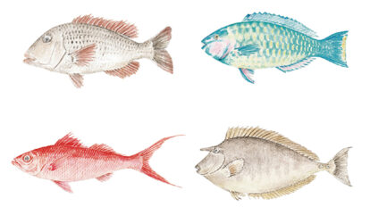春においしい沖縄食材図鑑｜島の魚 (ISLAND FISHES)