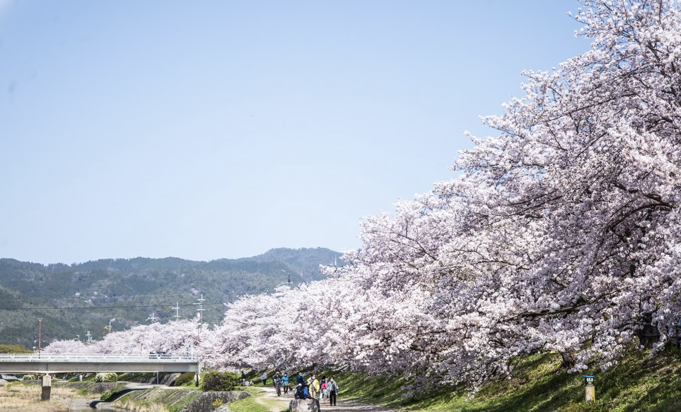 京都・鴨川沿いの桜並木。