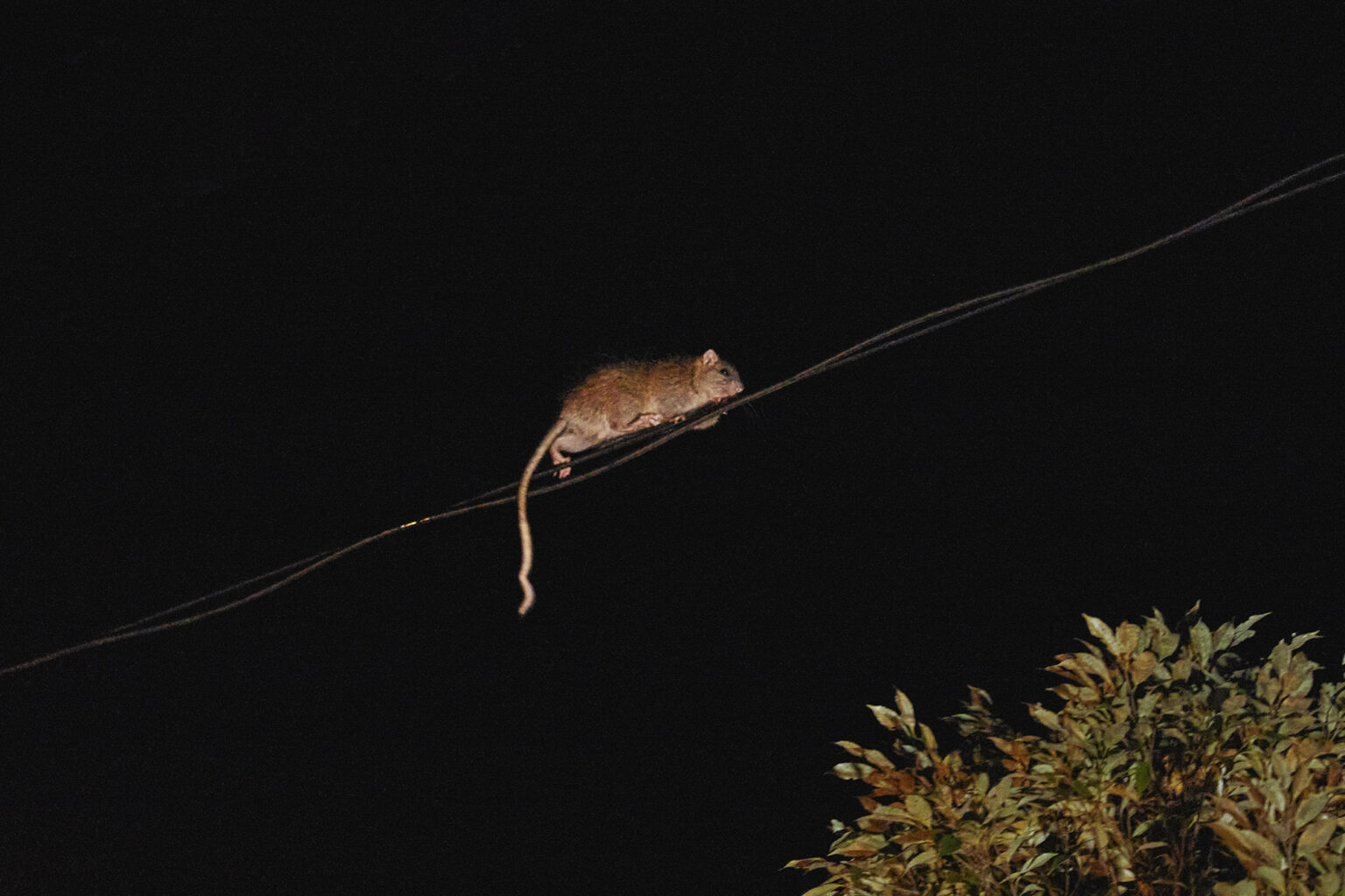 電線を器用に移動するケナガネズミ。背中の長い毛が名前の由来で、胴体より長い尾も特徴。