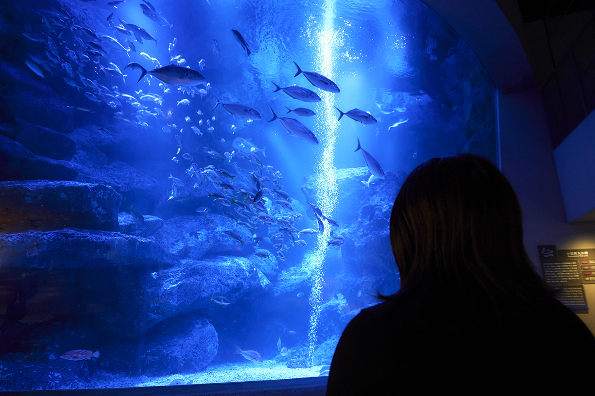 夜のすみだ水族館が、おひとりさまにおすすめな4つの理由。 | Hanako Web