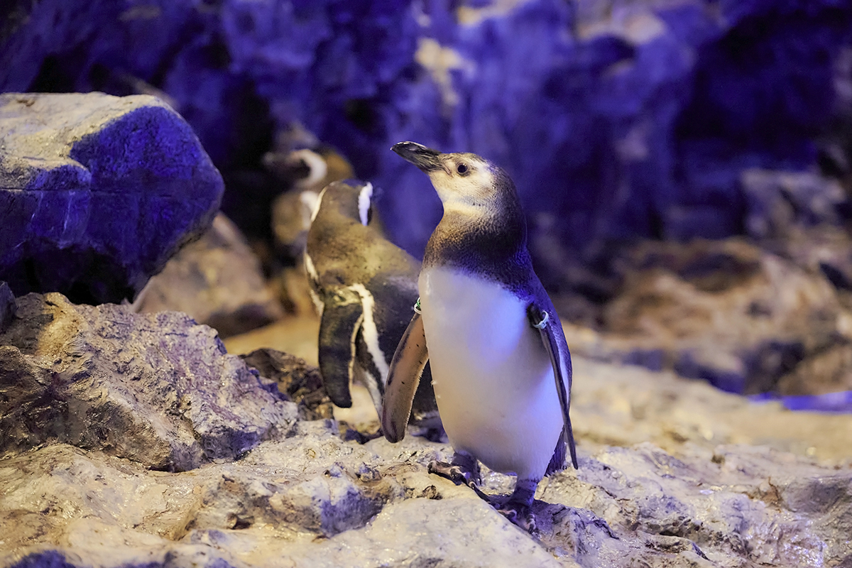 すみだ水族館には、52羽のペンギンたちが生活。表情も性格もそれぞれ違うので、推しぺん診断（HP）でお気に入りの一羽を見つけて会いにいくのもおすすめ！