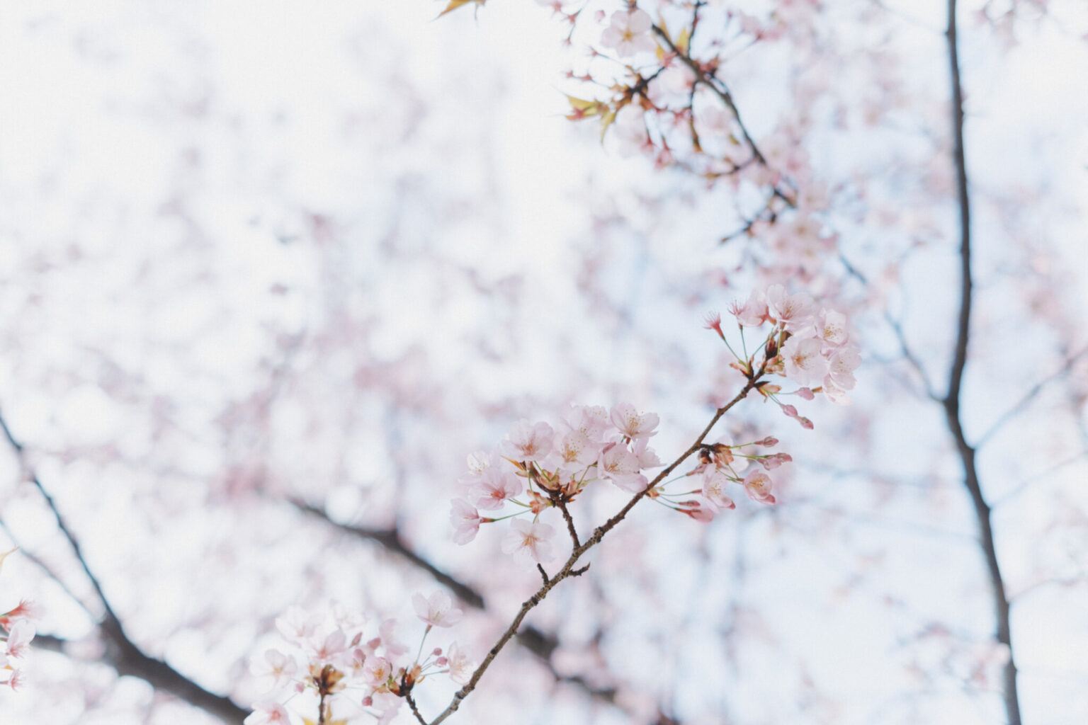 桜の花との出会いは、この時期ならでは。