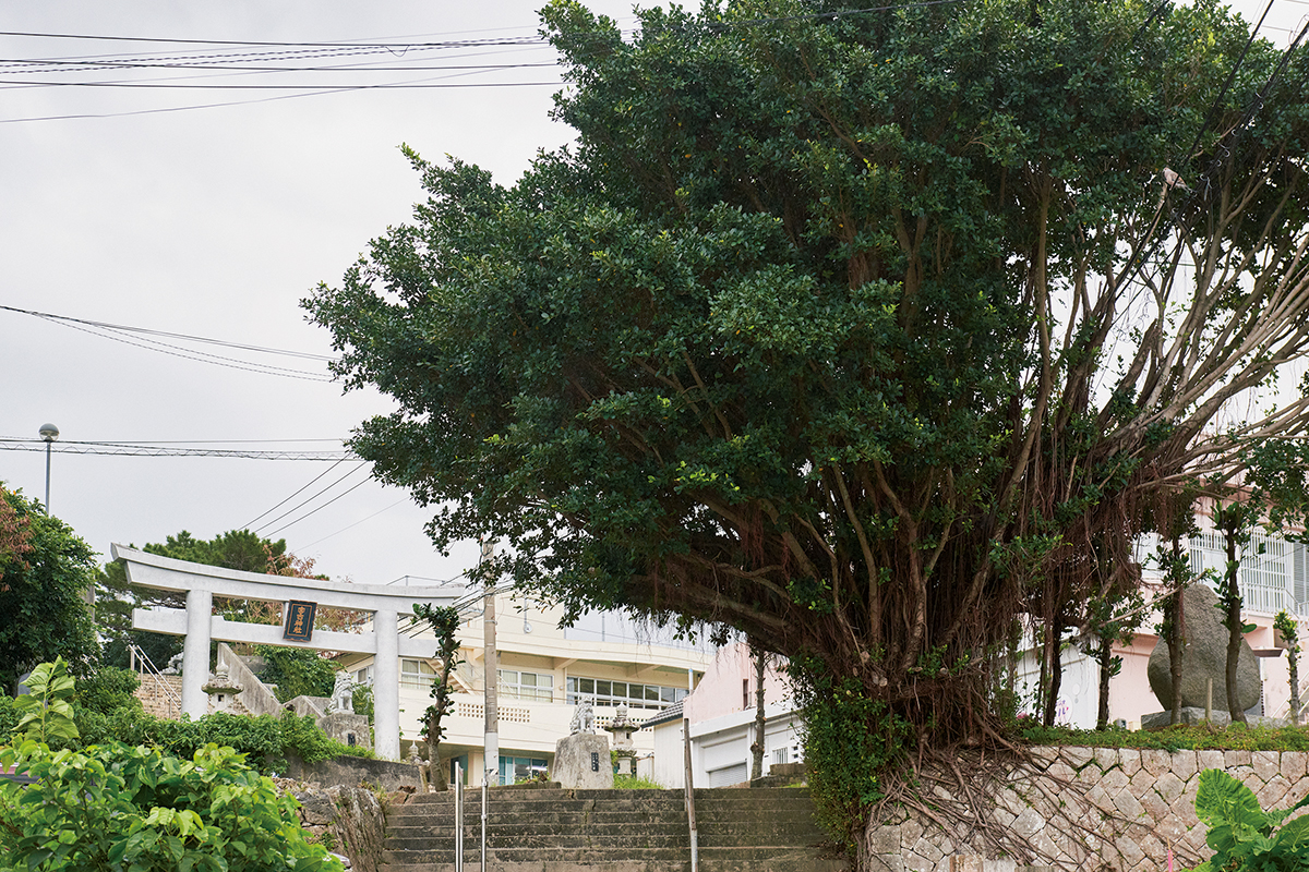 宮古神社前のガジュマル
初詣前にも一礼。暮らしにも根付いた木。
主にアジアの熱帯・亜熱帯地方に分布する常緑高木。島内にも多く、宮古島市の市木にも選ばれている。なかでも島の文化を感じさせるのがこの一本。初詣のときにはこのガジュマルを拝んでから神社に向かうという人も。