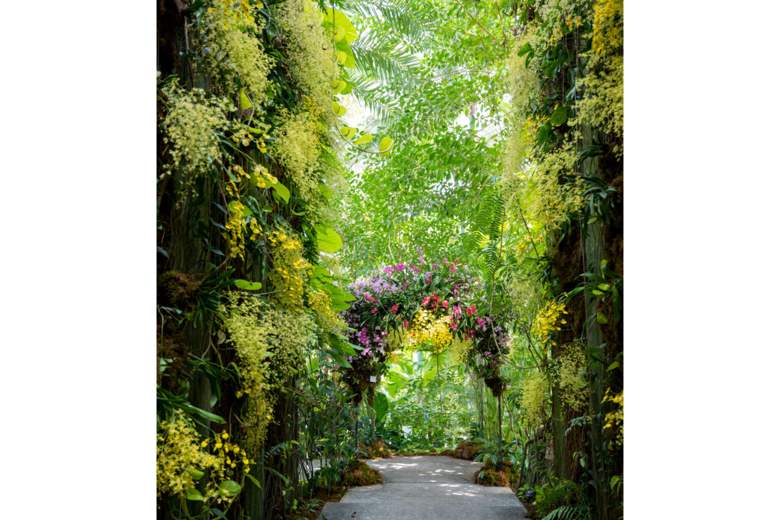 南国植物の生命力に圧倒される〈高知県立牧野植物園〉の温室。