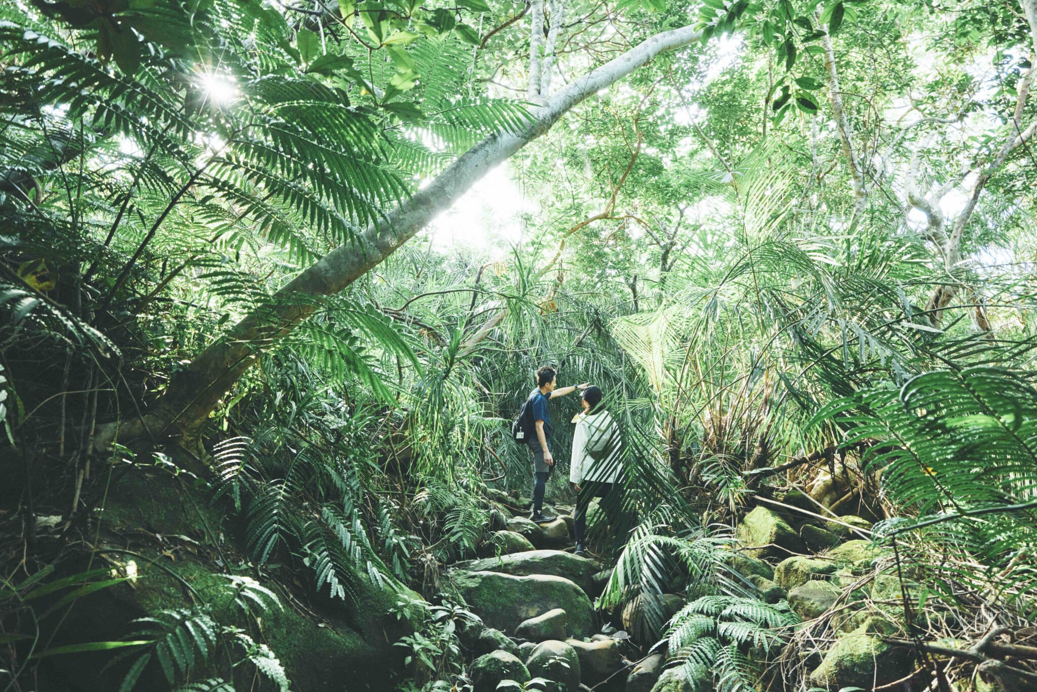 この夏は八重山へ出かけよう！西表島の手つかずの自然に抱かれる