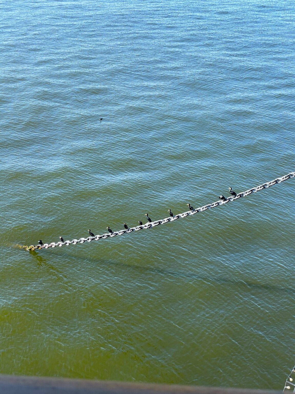 整列する海鵜。小規模なコロニーをつくって生活している。