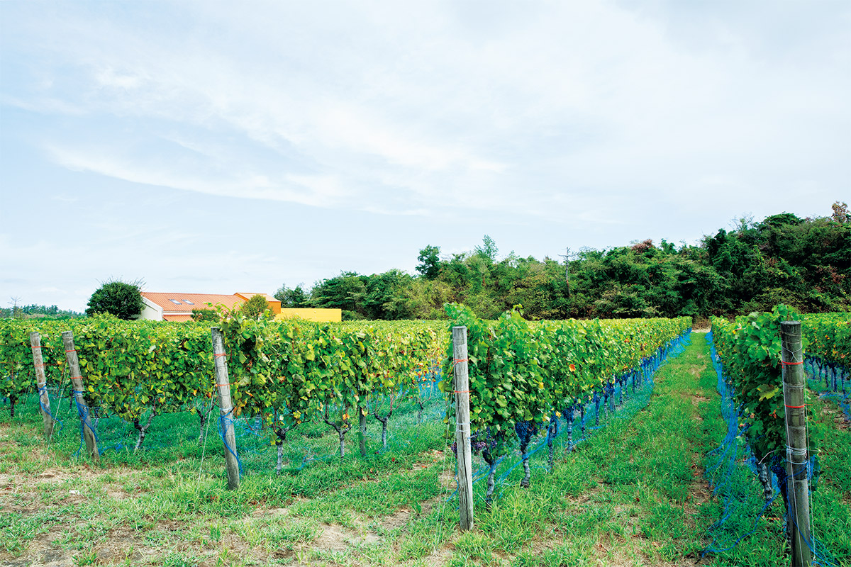 欧州系品種アルバリーニョを栽培する新潟のワイナリー〈フェルミエ〉いま、日本ワインを選ぶ理由。ワイナリーが連なる日本産プレミアムワインの産地「新潟ワインコースト」を訪れた。