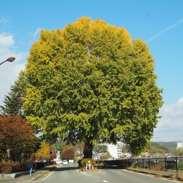 くどうれいんの友人用盛岡案内 上ノ橋そばの大イチョウ