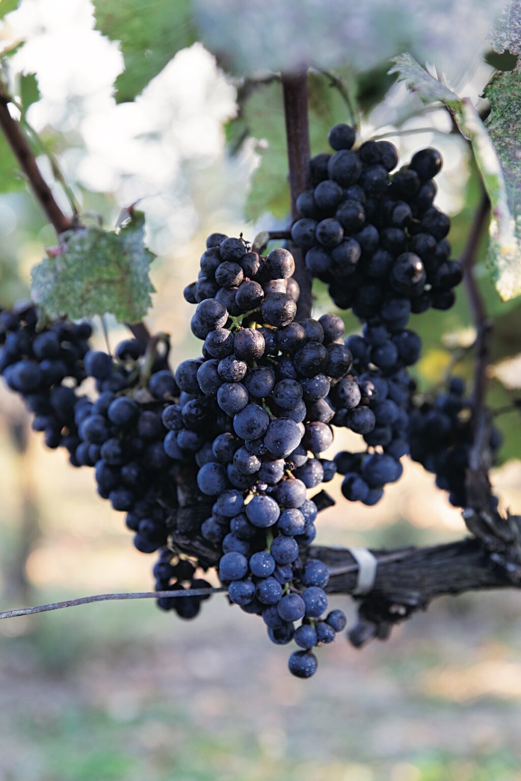 施設内のワインショップ〈八ヶ岳ワインハウス〉では、山梨県と長野県のワイン24種類を、25㎖ 150円からテイスティング可能。女性の造り手で人気の〈ドメーヌ ミエ・イケノ〉も常備。