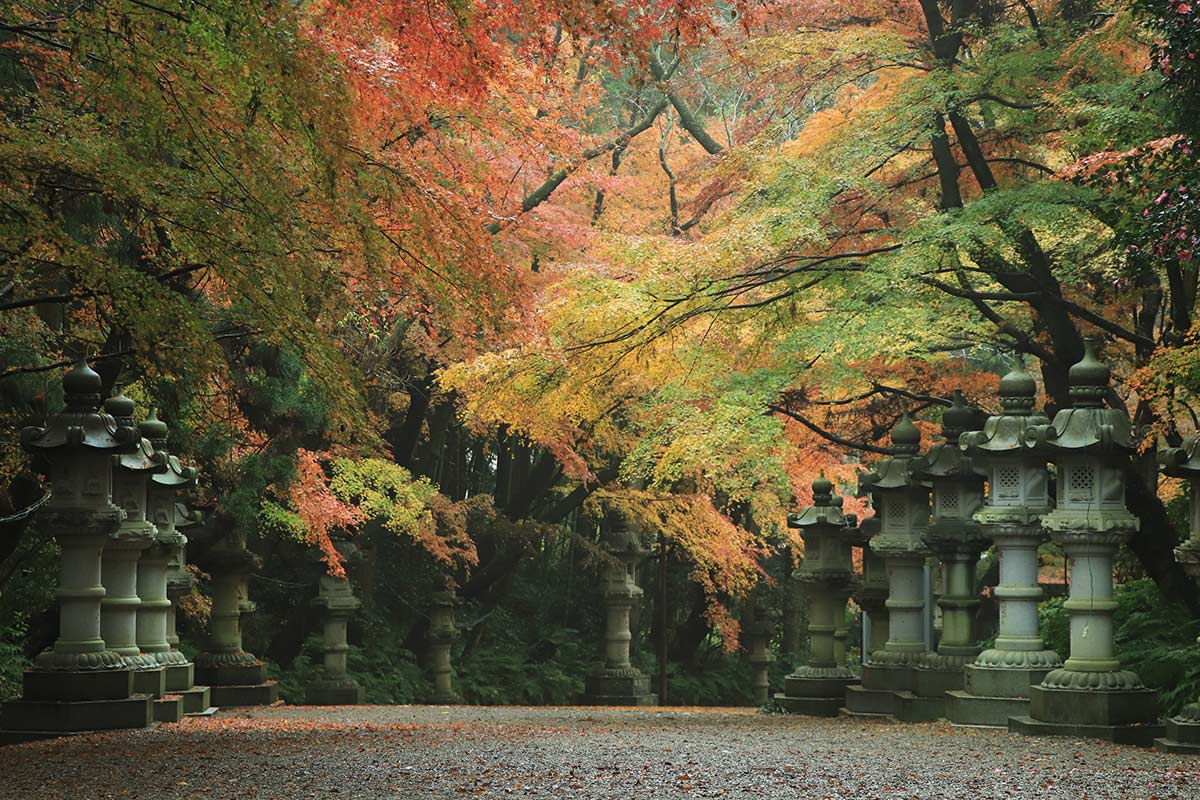 秋の紅葉、春の桜も美しい参道。両側には鬱蒼とした社叢が広がる。