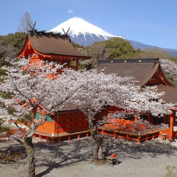 背後に富士山を臨む境内。春には桜の花が境内を彩る。本殿、幣殿、拝殿は徳川家康の命で造営されたもの。