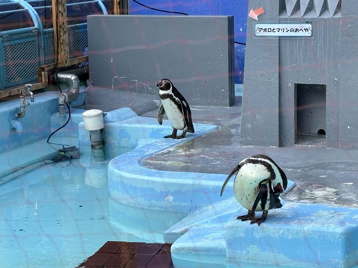 フンボルトペンギンはそれぞれのお部屋を持っているらしい。