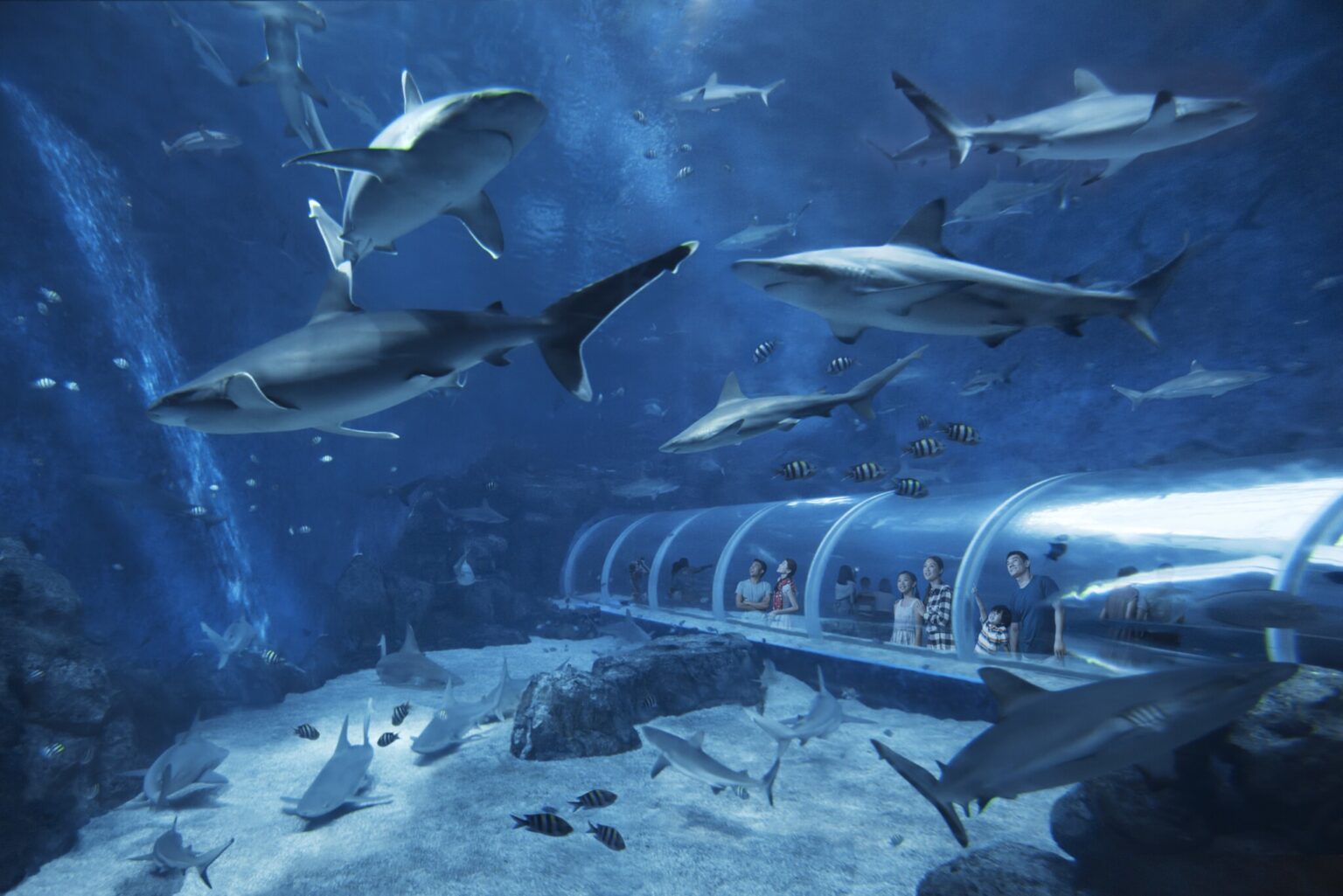 サメが真上を行き交う、180度のアーチ状の海底トンネルの水槽「シャーク・シー」。間近で見る200匹以上のさまざまな種類のサメたちは迫力満点。出典：Resorts World Sentosa