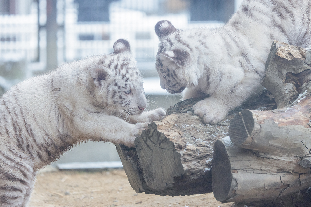 元気いっぱいの2頭のホワイトタイガーが、じゃれ合う姿に胸キュン。宇都宮動物園（栃木県宇都宮市）／P38【動物園・水族館の人気者に癒される。】より