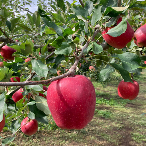 りんご園に完成した日本初のグランピング施設。