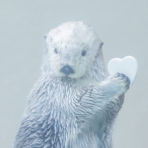 メイ。食肉目イタチ科ラッコ属のメス19歳。大好物は、イセエビや大きなカニ。頬に両手をあてる“うっとり顔”が決めポーズ！