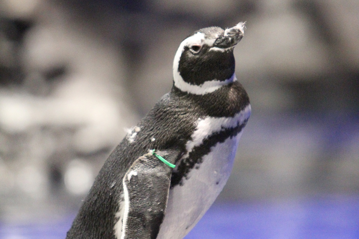すみだ水族館のペンギンヨモギ