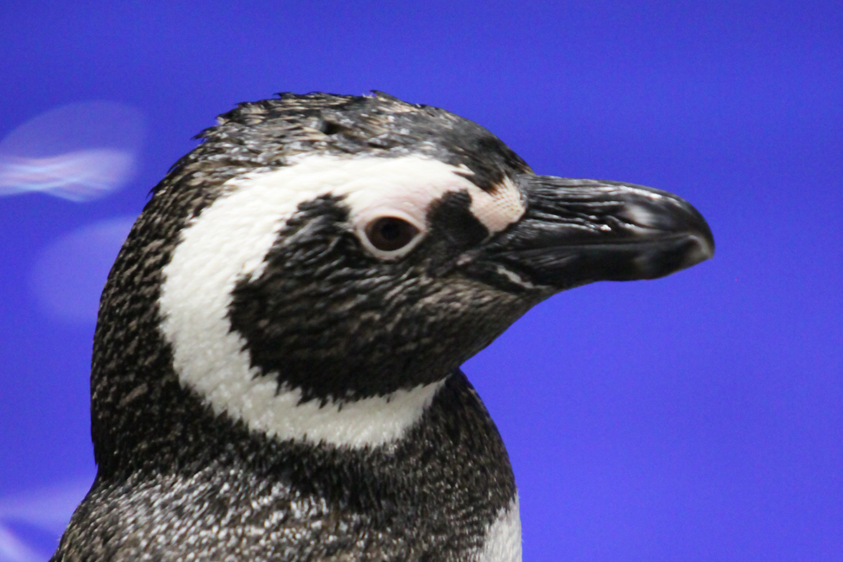 すみだ水族館のペンギンバジル
