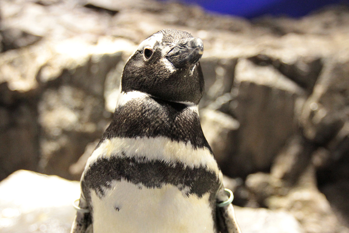 すみだ水族館のペンギンあずま