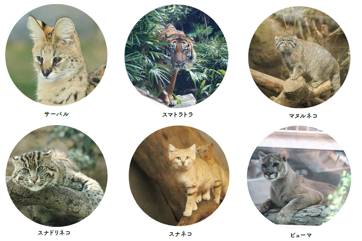 神戸どうぶつ王国のネコ科の動物