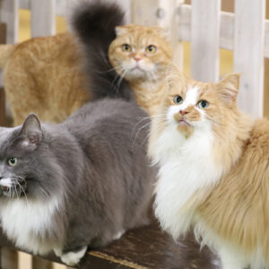 神戸どうぶつ王国の保護猫活動