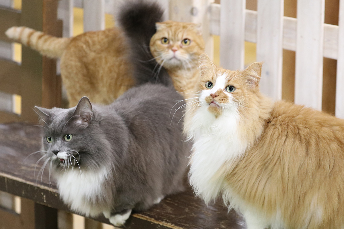 神戸どうぶつ王国の保護猫活動