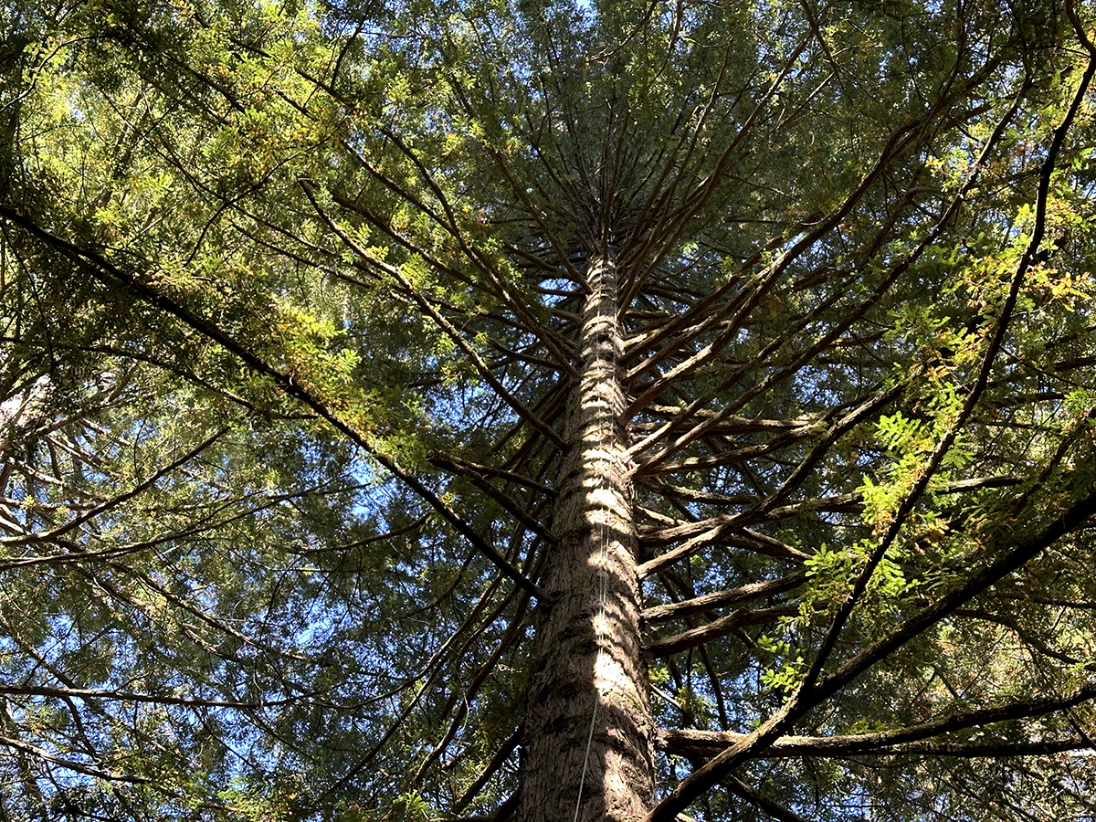 セコイア杉の木漏れ日。自然の恵みをいただくありがたい時間。
