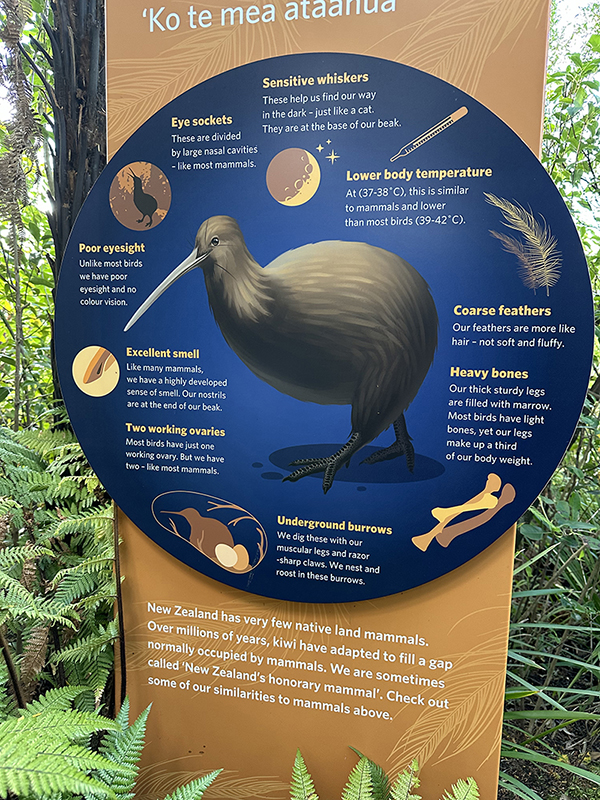 こちらがご存知、ニュージーランドの国鳥・キウイ。