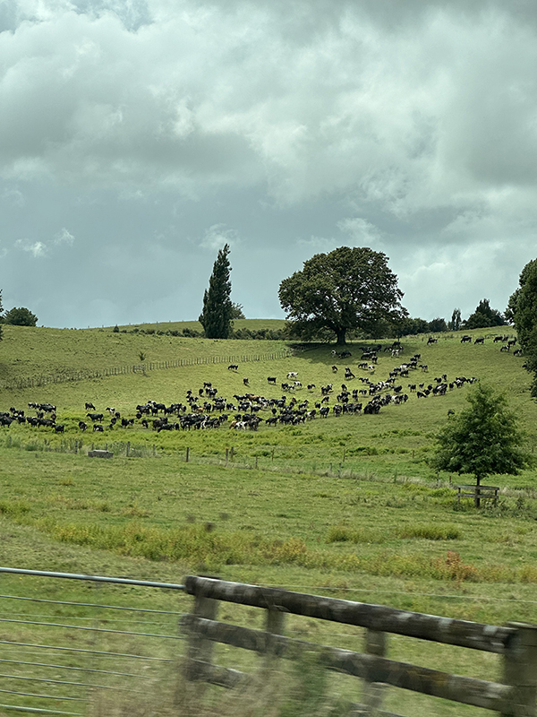 レンタカーの車窓からは、つねに羊や牛たちが昼寝する姿や草を食べる、おおらかな姿が見られる。