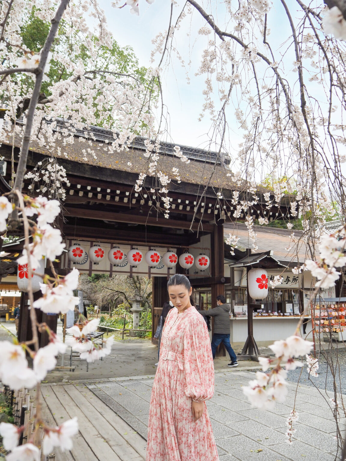 京都の〈平野神社〉の桜