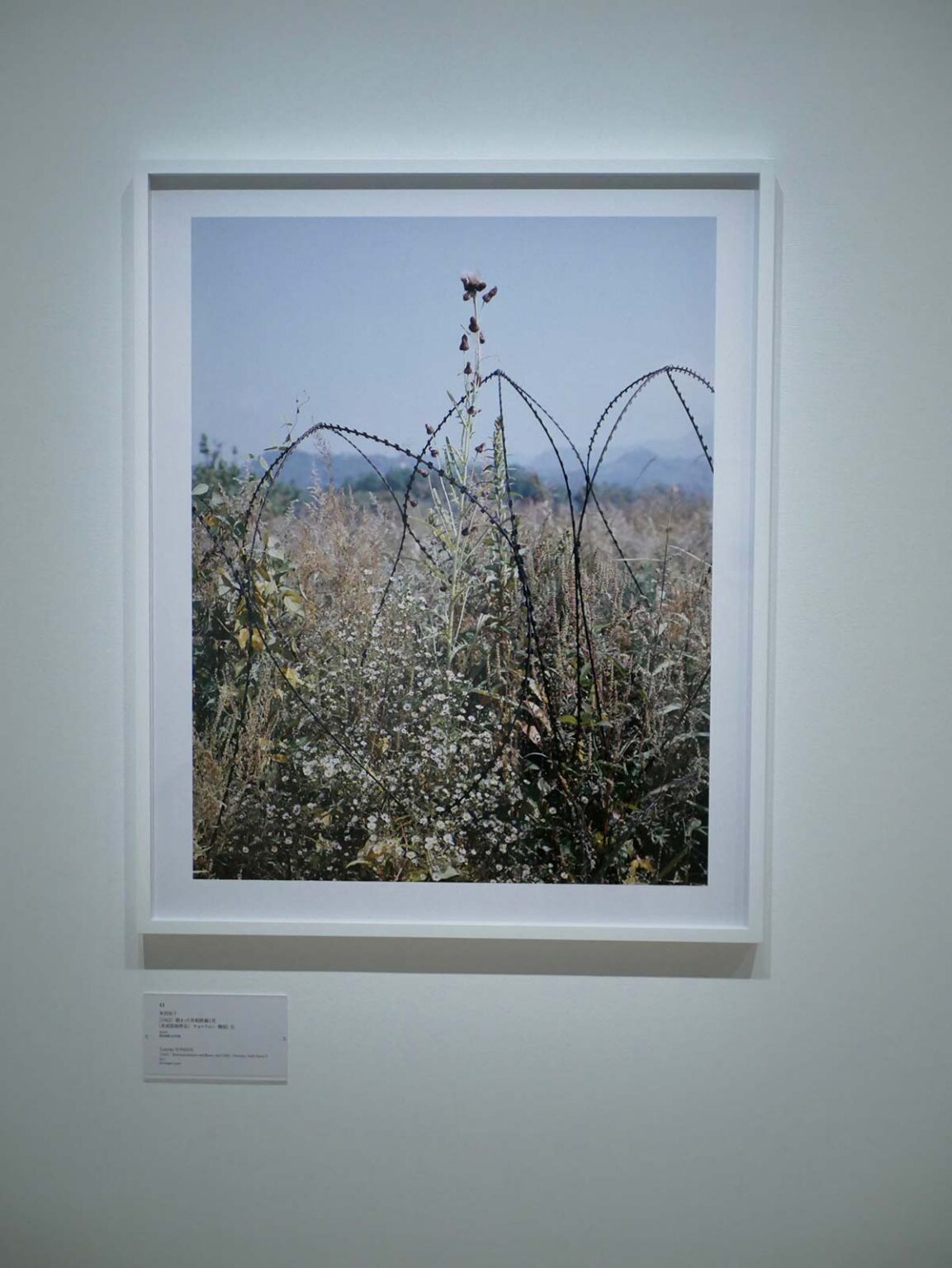 〈DMZ〉《絡まった有刺鉄線と花（非武装地帯近く・チョルウォン・韓国）II》2015年