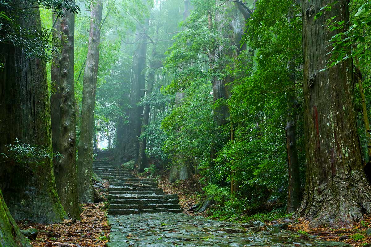 熊野古道
写真提供　和歌山県観光連盟