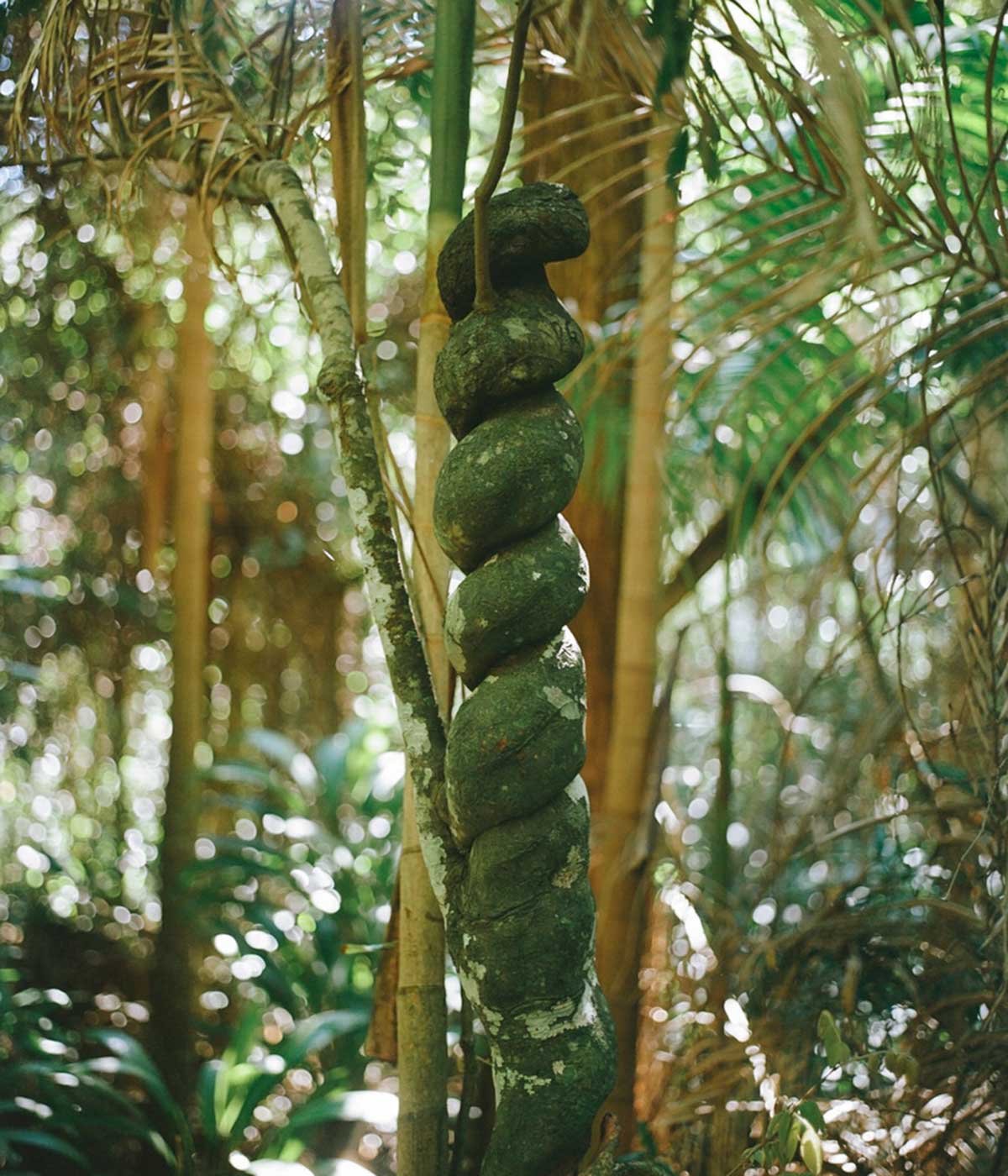 驚くような見た目の植物があちこちに。