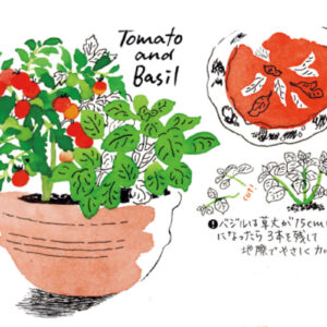 トマトとバジルの寄せ植えのイラスト