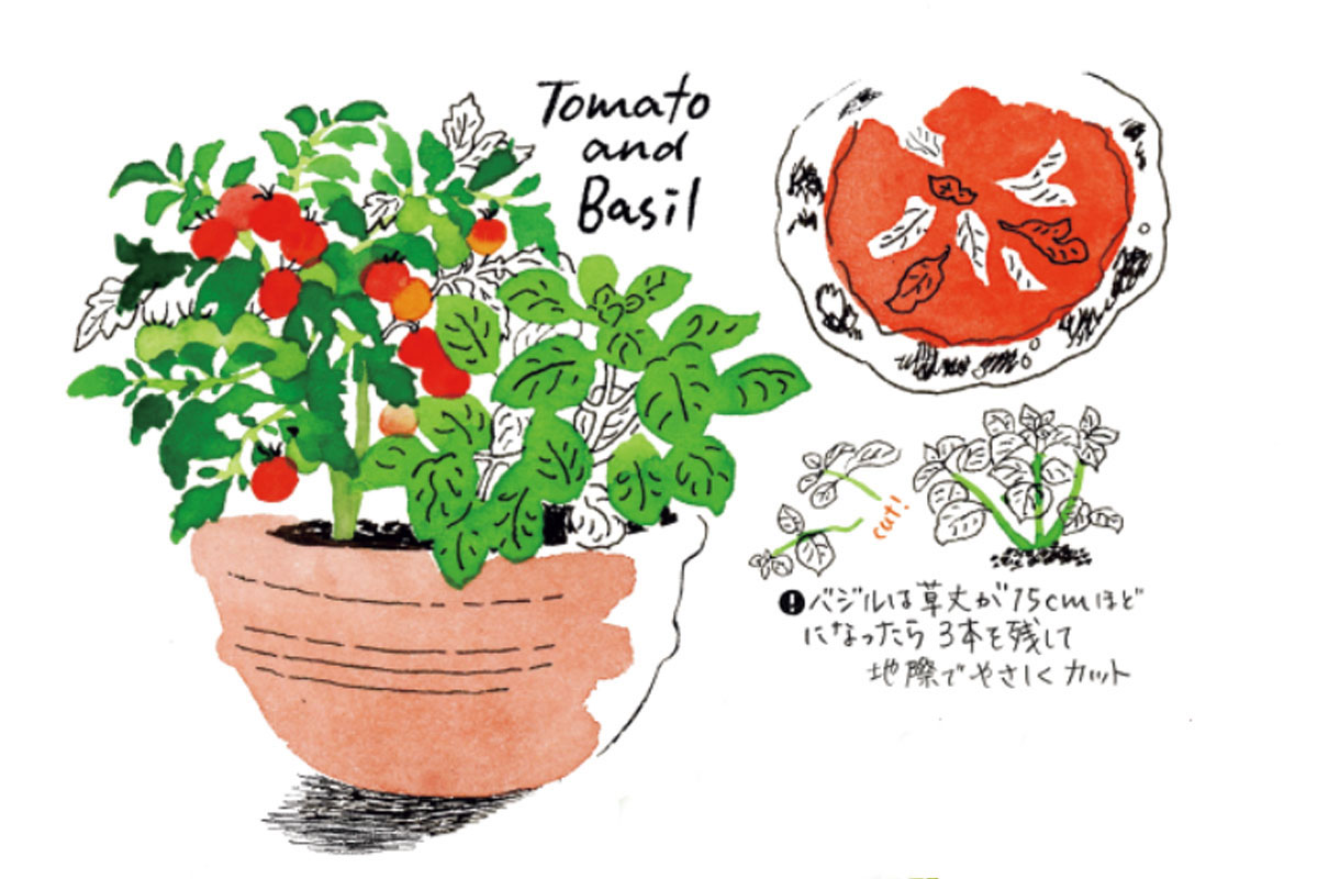 トマトとバジルの寄せ植えのイラスト