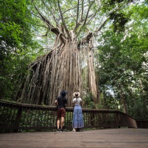 Couple looking at Curtain Fig Tree