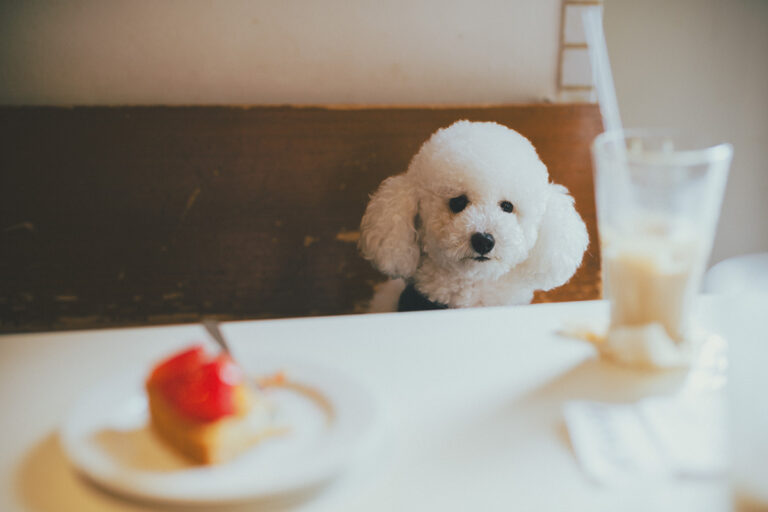 カフェでおりこうさんにしている犬