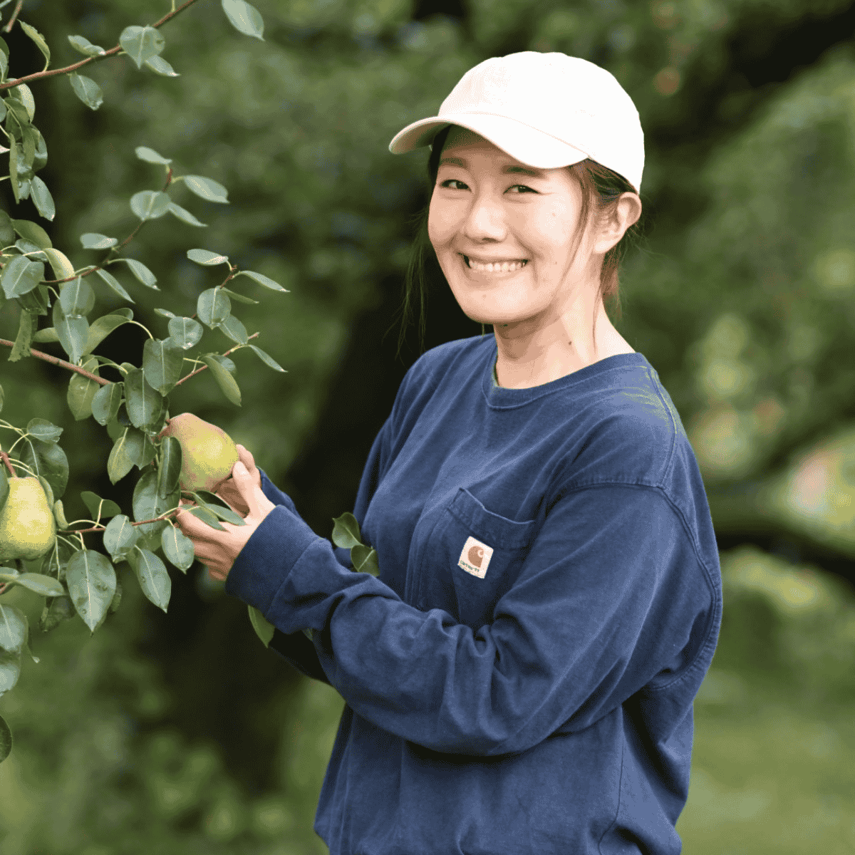 山形県〈紅楓庵いとうファーム〉さんのトロける洋梨