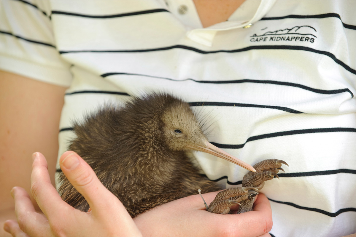 ニュージーランド固有種で有名な飛べない鳥のキーウィの赤ちゃん