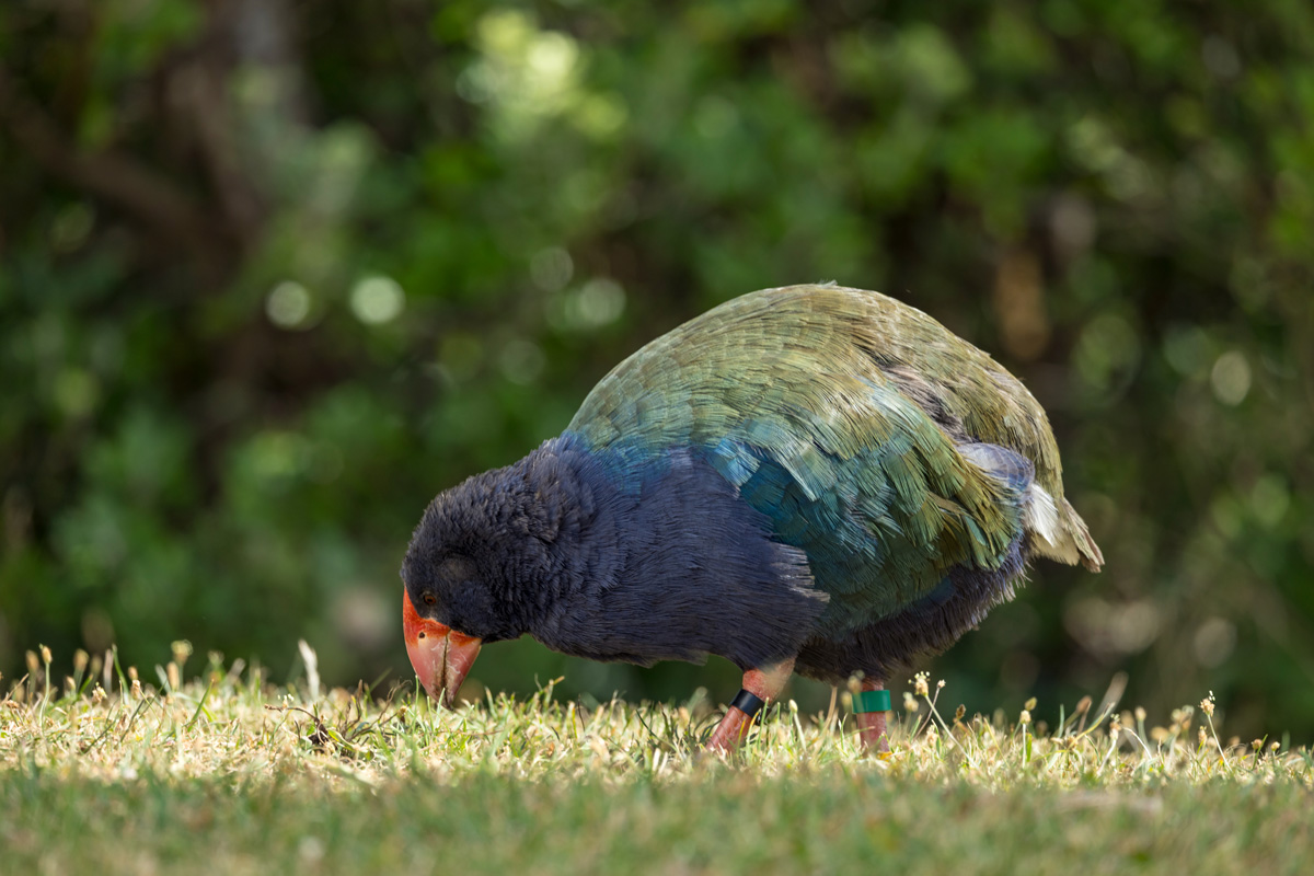 飛べない鳥のタカへ