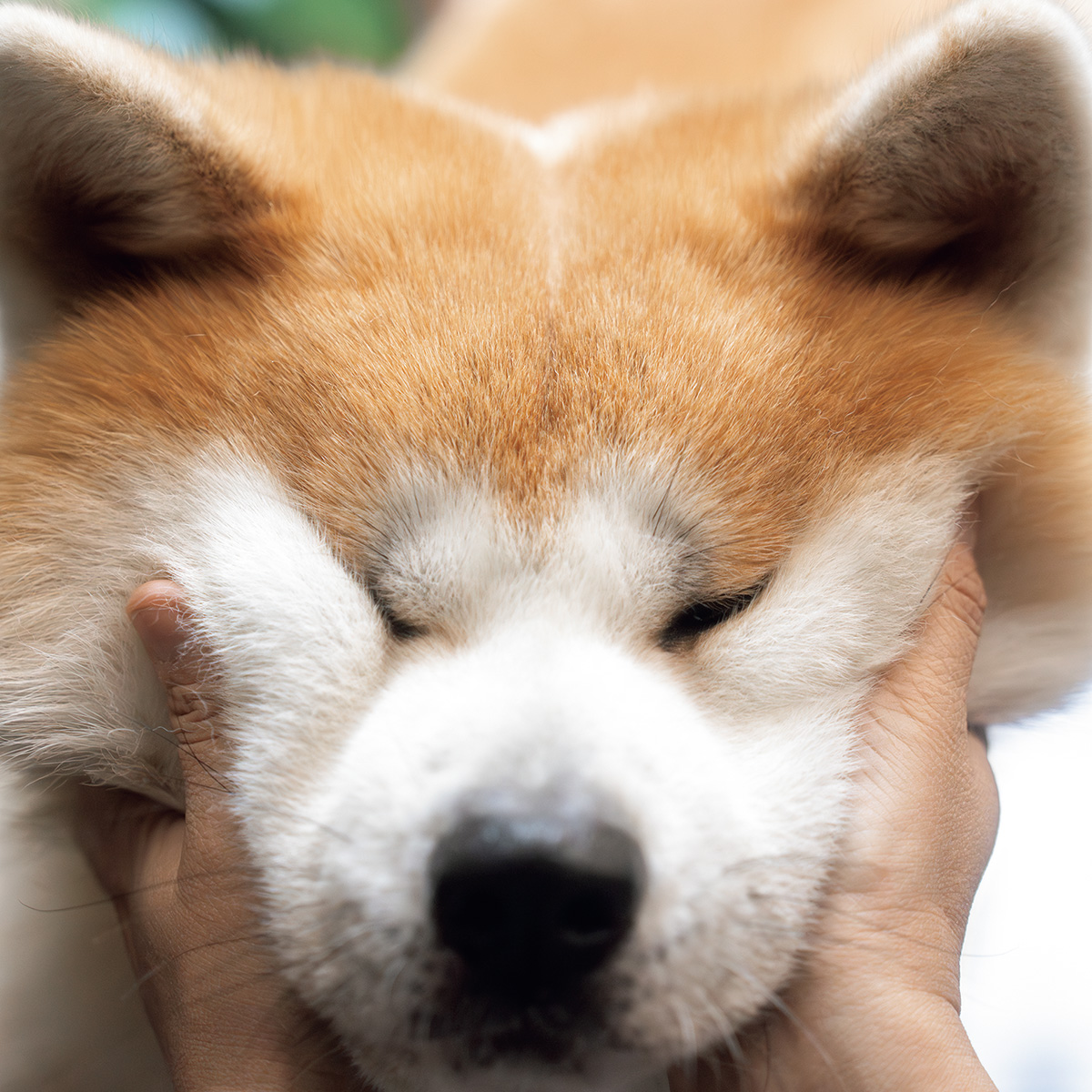 【全国】モフモフに癒される!かわいい動物たちに会えるスポット13選